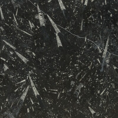 Marble - Fossil Black